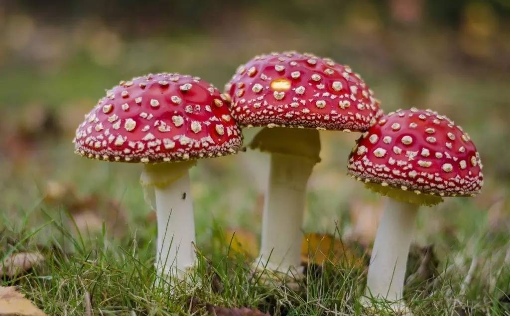去野外采蘑菇意外发现巨毒蘑菇,采蘑菇发现毒蘑菇