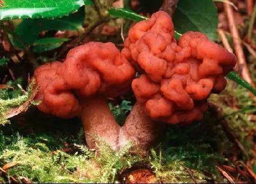 去野外采蘑菇意外发现巨毒蘑菇,采蘑菇发现毒蘑菇