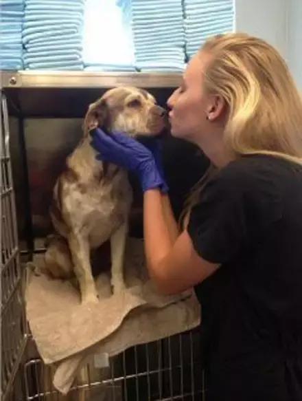 主人回家萨摩耶跑过来,萨摩耶与哈士奇争宠