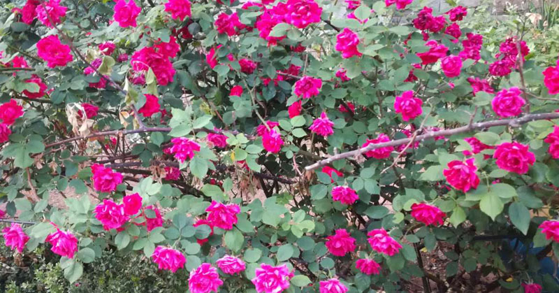 大连居民小区物业业主自管,大连某小区