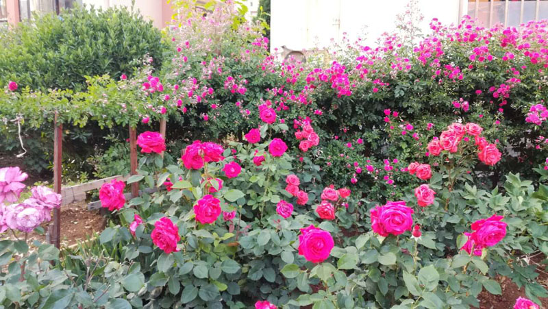 大连居民小区物业业主自管,大连某小区