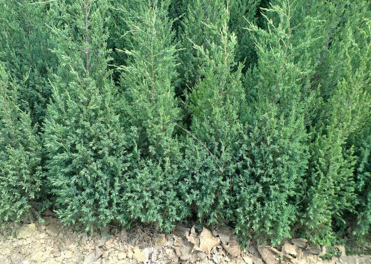 苹果树叶上长带刺的毛是怎么回事,苹果树叶长虫子怎么回事