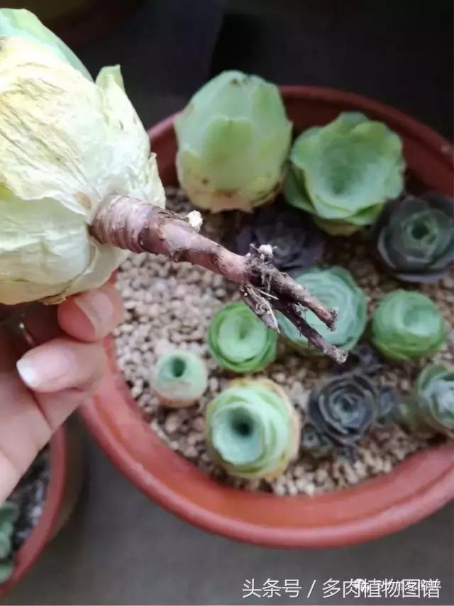 如何判断山地玫瑰是缺水还是休眠,山地玫瑰休眠之后浇水了怎么办