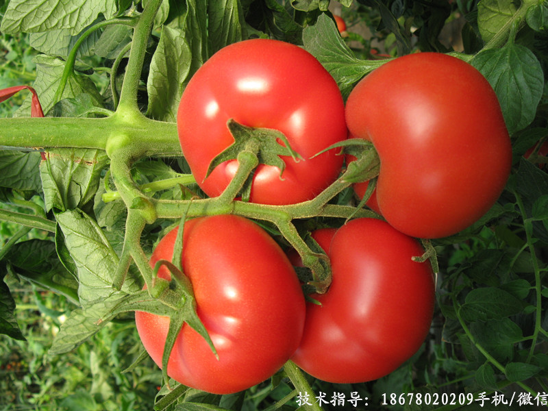 大棚番茄的生理病害,番茄常见病害和症状