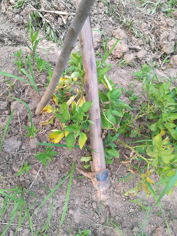 贵州干锅洋芋做法大全,农家炕锅土豆的做法