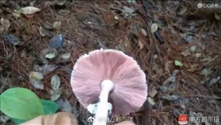 去野外采蘑菇意外发现巨毒蘑菇,采蘑菇发现毒蘑菇