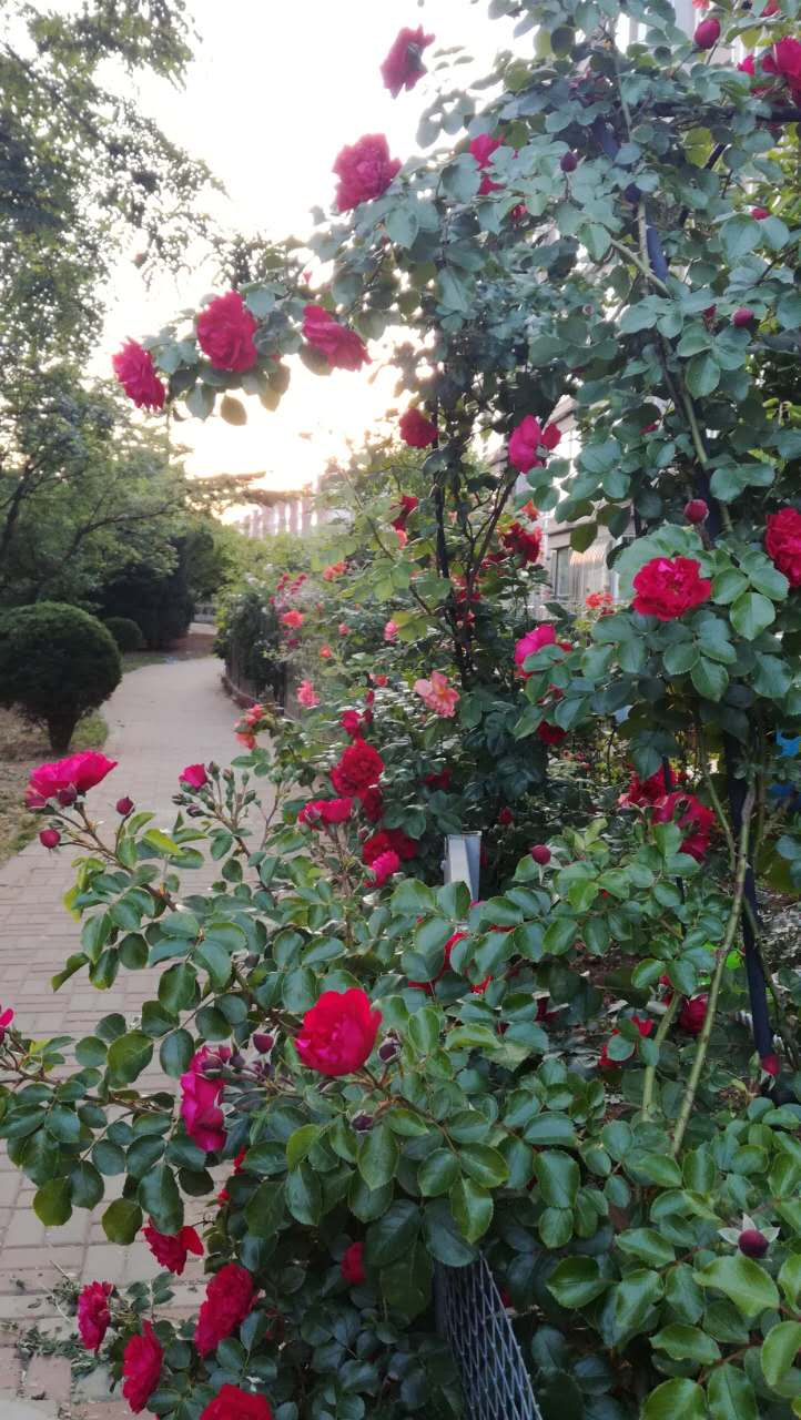 大连居民小区物业业主自管,大连某小区