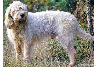 法国国王的狗狗，连狼都敢捕！可惜狼少了，狗也少了