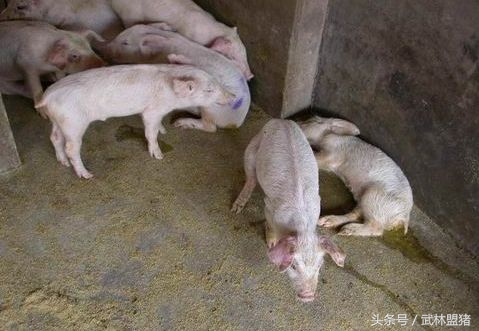 养猪病害,养猪怎样避免猪有传染病