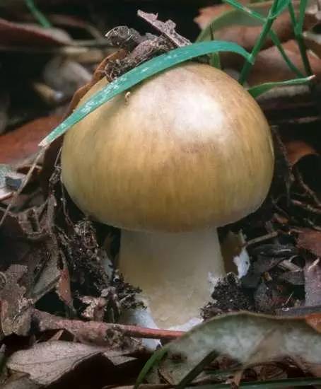 去野外采蘑菇意外发现巨毒蘑菇,采蘑菇发现毒蘑菇