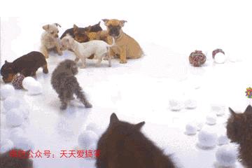 瓜子脸有那么好看吗,为什么大家都是瓜子脸