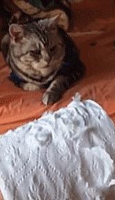 主人回家萨摩耶跑过来,萨摩耶与哈士奇争宠