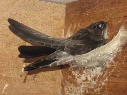 燕窝是哪种金丝燕的巢,金丝燕窝有什么成分