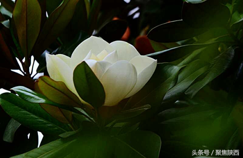 宝鸡广玉兰,广玉兰宝鸡