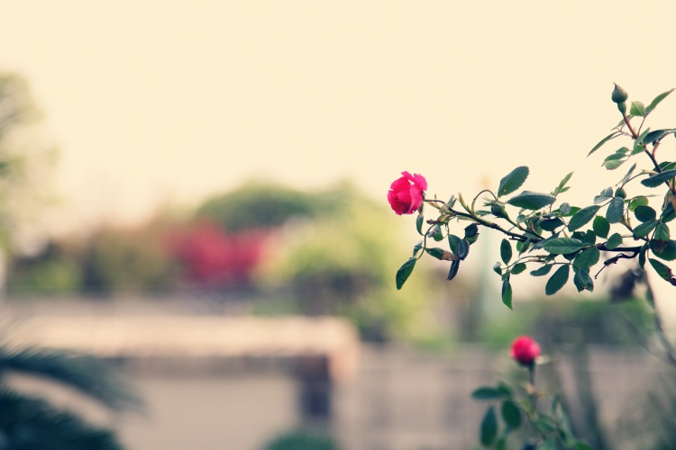 描写农家田园风光的诗,农村生活田园风景诗