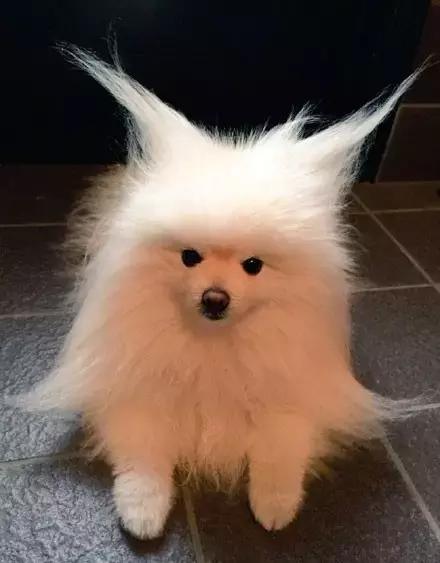 推主家的猫看电视，看着看着就睡着了，太可爱了，还翘着二郎腿！