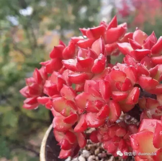 多肉蒂亚小苗怎么养才能爆盆,多肉植物火焰蒂亚徒长了怎么办