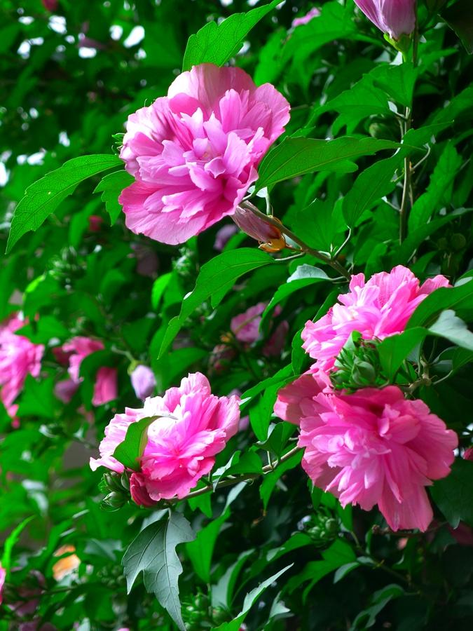 图说丨韩国的国花木槿