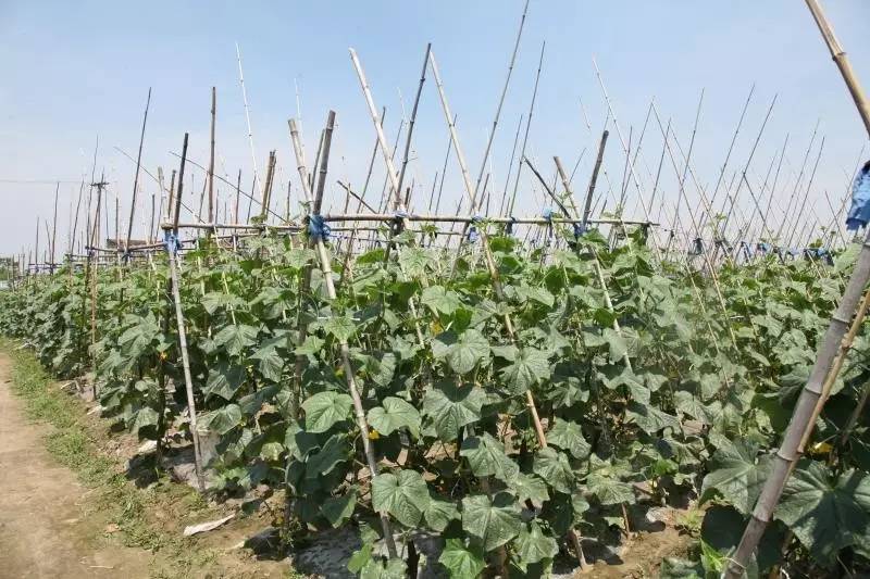 萧山本地菜好吃饭店,萧山十大特色菜谱