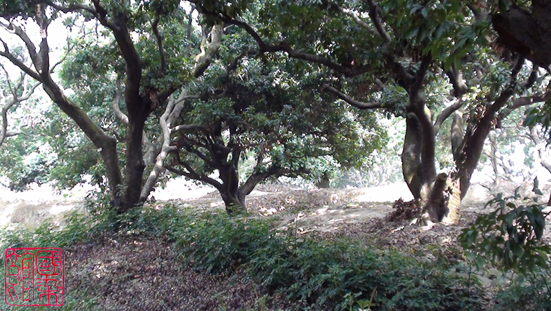 天然染料石,荔枝木颜色