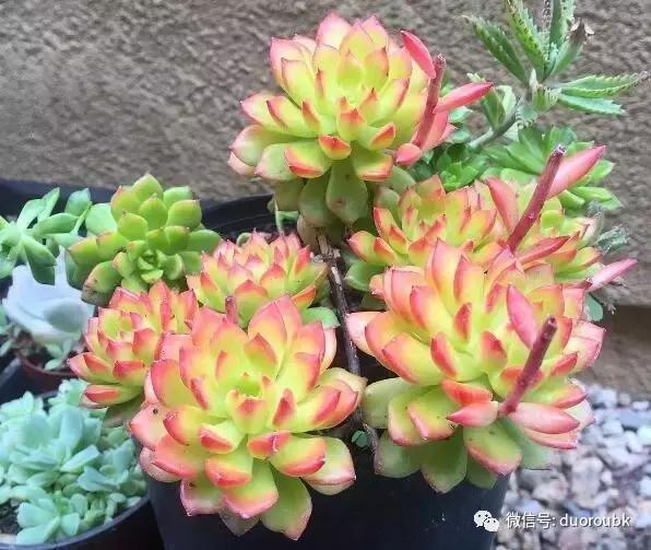 多肉蒂亚小苗怎么养才能爆盆,多肉植物火焰蒂亚徒长了怎么办