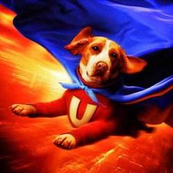 适合孩子看的八部动物电影,小朋友可以看的与动物有关的电影