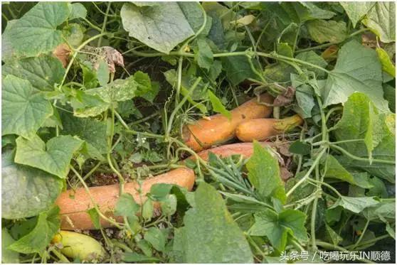 高配的自家农场农庄开始大放价，38蚊/打湛江生蚝！1蚊炸云吞