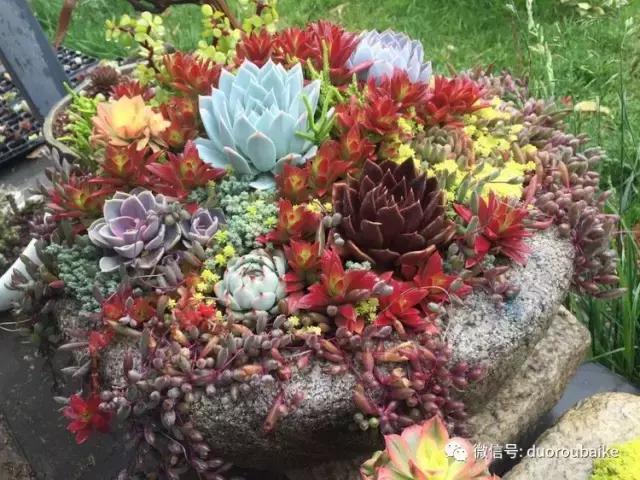 养了一年多的多肉没啥变化说说,养了几年的多肉快要全军覆没了