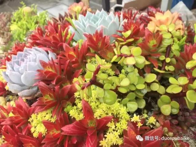 养了一年多的多肉没啥变化说说,养了几年的多肉快要全军覆没了