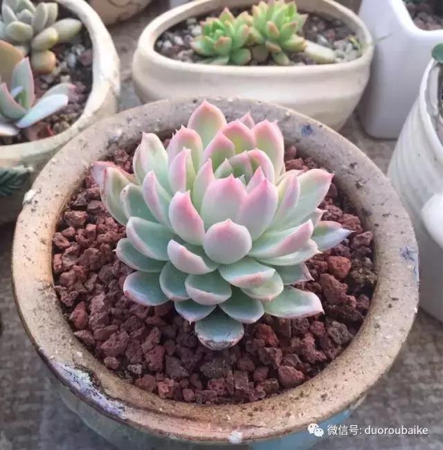 养了一年多的多肉没啥变化说说,养了几年的多肉快要全军覆没了