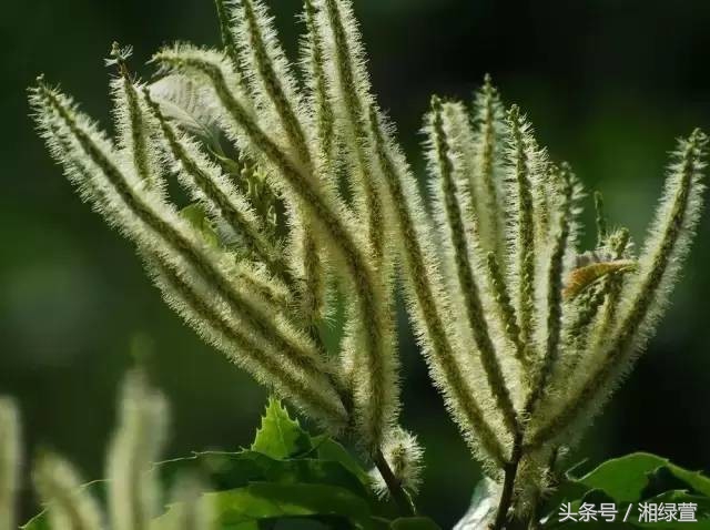 一说到栗子，就让人想到“举栗子”？