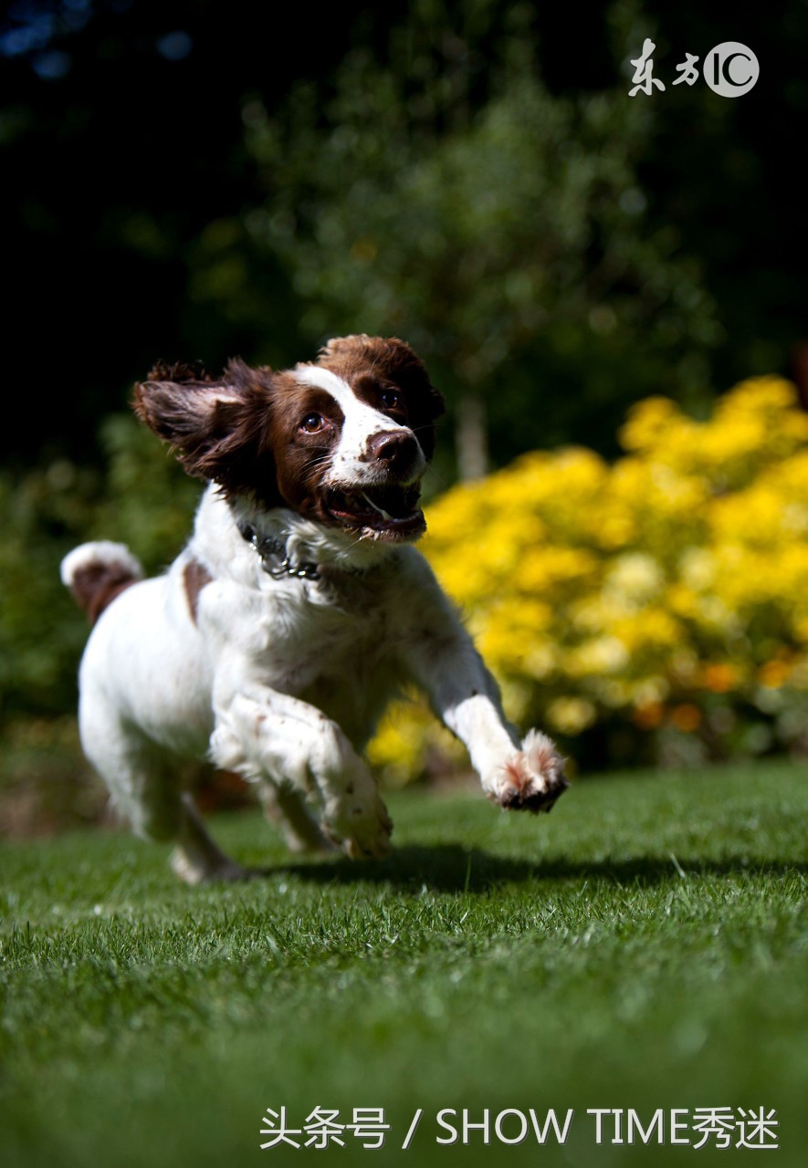 来自宠物店和狗粮七七八八的记实录（一）