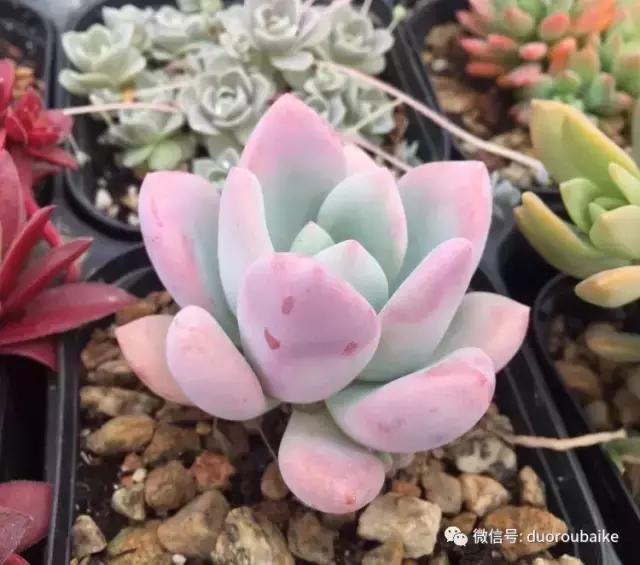 养了一年多的多肉没啥变化说说,养了几年的多肉快要全军覆没了