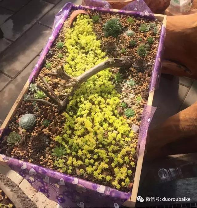 养了一年多的多肉没啥变化说说,养了几年的多肉快要全军覆没了