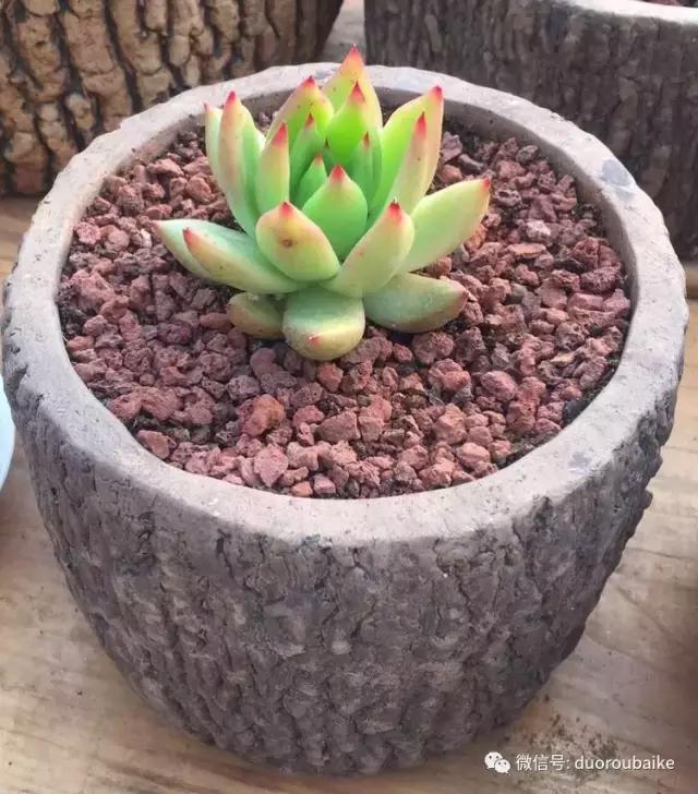 养了一年多的多肉没啥变化说说,养了几年的多肉快要全军覆没了
