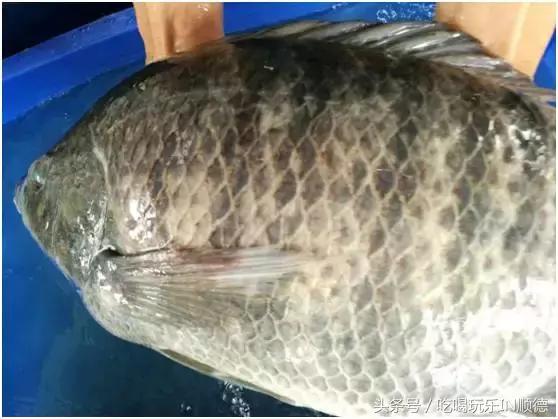 高配的自家农场农庄开始大放价，38蚊/打湛江生蚝！1蚊炸云吞