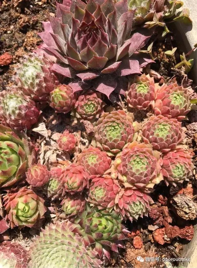 养了一年多的多肉没啥变化说说,养了几年的多肉快要全军覆没了