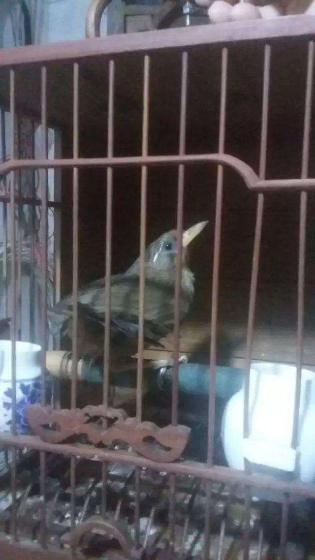 东东画眉鸟套,东东画眉鸟饲料