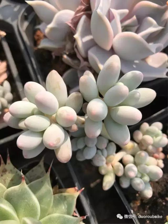 养了一年多的多肉没啥变化说说,养了几年的多肉快要全军覆没了