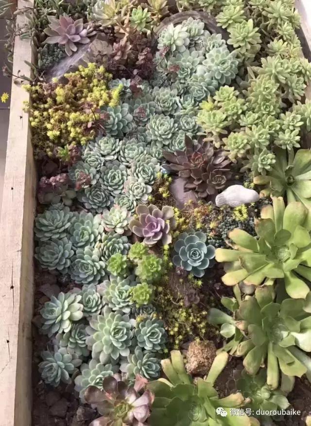 养了一年多的多肉没啥变化说说,养了几年的多肉快要全军覆没了