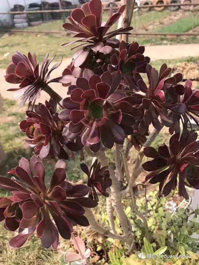 养了一年多的多肉没啥变化说说,养了几年的多肉快要全军覆没了