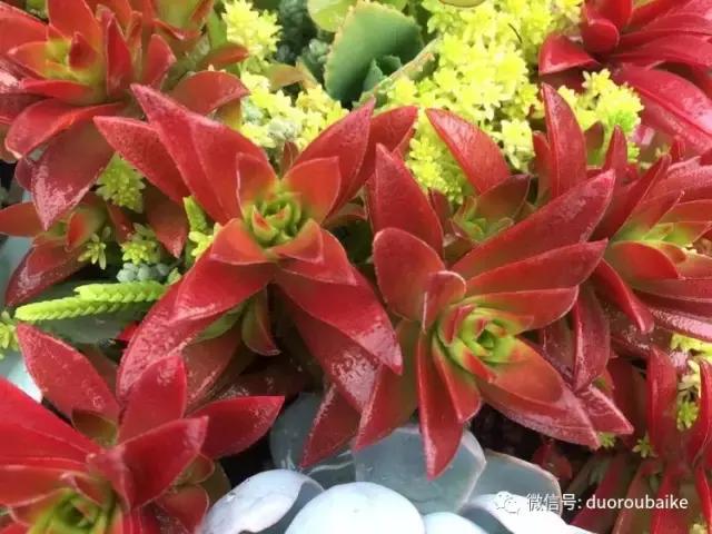 养了一年多的多肉没啥变化说说,养了几年的多肉快要全军覆没了