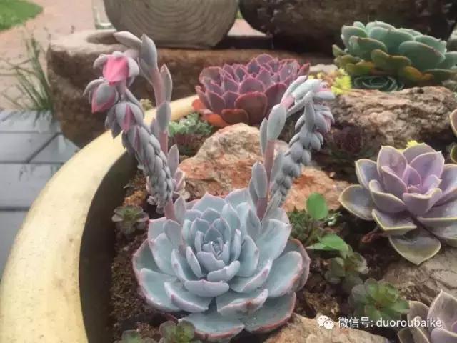 养了一年多的多肉没啥变化说说,养了几年的多肉快要全军覆没了