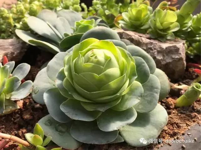 养了一年多的多肉没啥变化说说,养了几年的多肉快要全军覆没了