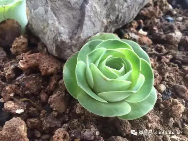 养了一年多的多肉没啥变化说说,养了几年的多肉快要全军覆没了