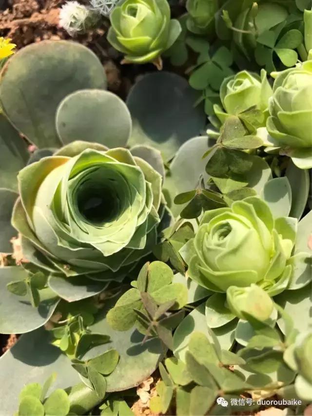 养了一年多的多肉没啥变化说说,养了几年的多肉快要全军覆没了