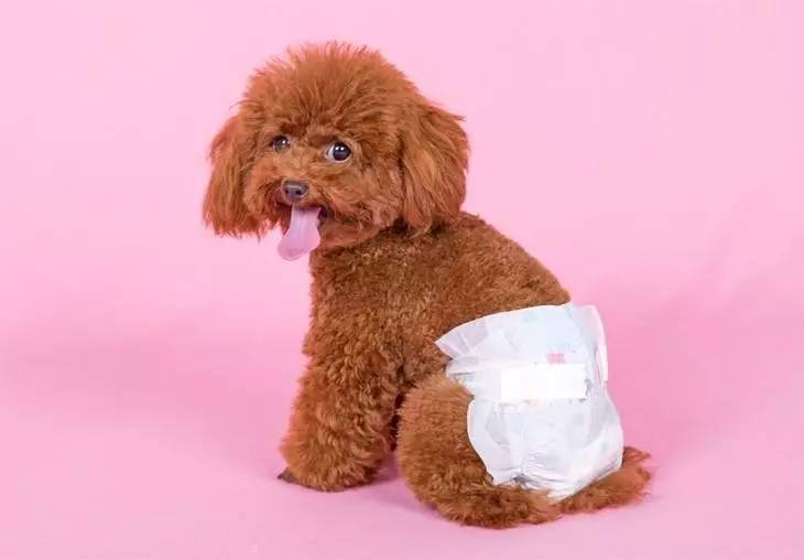 狗狗长骨刺如何护理,狗狗生小狗后怎么护理