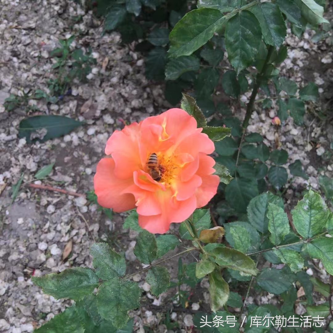 库尔勒绿化带,库尔勒绿化带灌木是什么