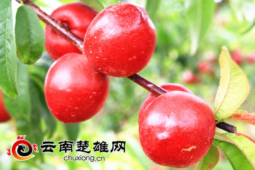 牟定安乐乡的山坡上有片“红果果”