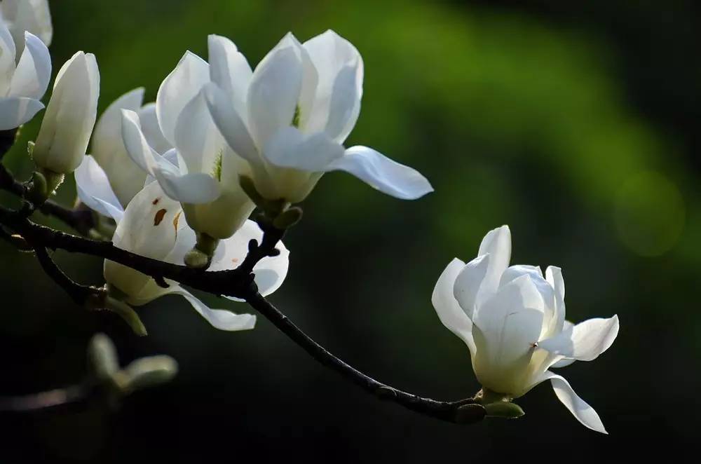 一树玉兰迎春开下一句,红梅花开迎春来诗句